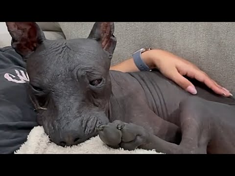 Couple gets a surprise at door after dog passes