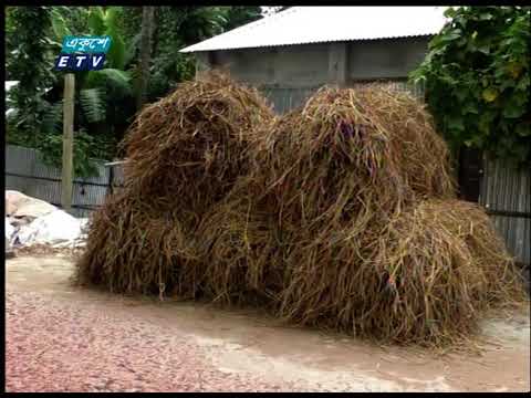 কুড়িগ্রাম ও গাইবান্ধায় গো-খাদ্য সংকট  | ETV News