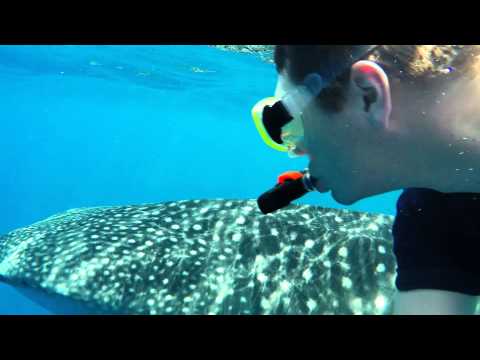 Whale Shark Snorkeling Tour - Maldives