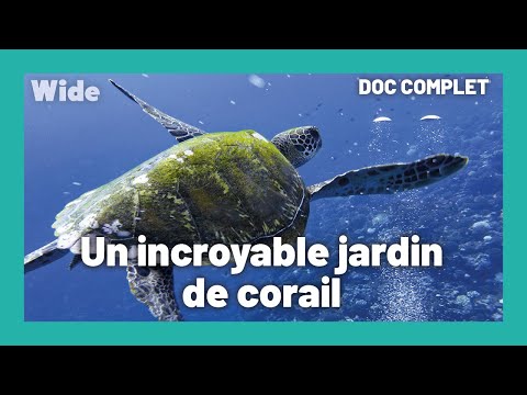 Fakarava: the pearl of the Tuamotu I WIDE