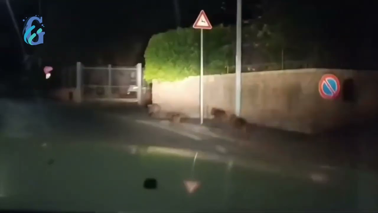 Branco di cinghiali scorrazza a zig zag sulla strada in paese