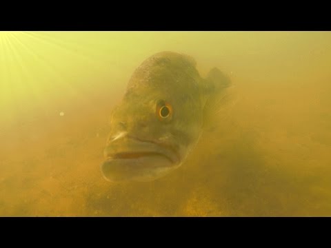 Underwater Footage - SPAWN - Bass Fishing on Beds