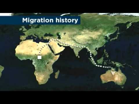 Which group is native to Australia?