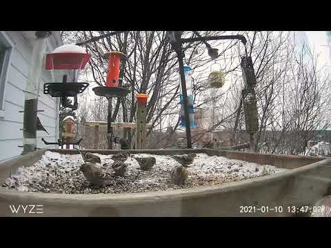 It's feeding time for Common Redpoll and Hoary Redpoll at Saguenay FeederWatch Cam!