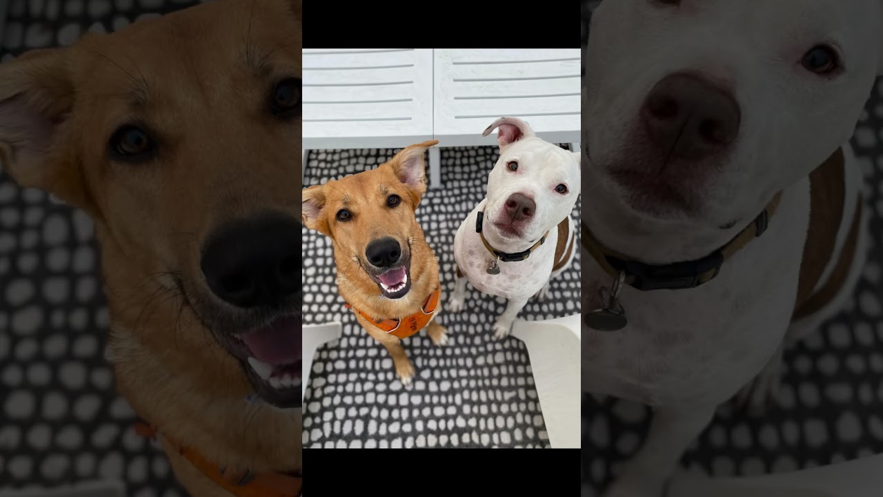 Birdie, a ADOPTABLE Husky in Citrus Heights, CA video 6/6