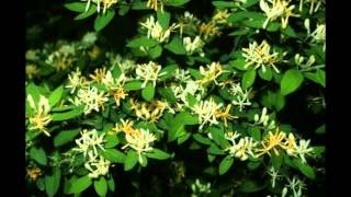 Jesse Winchester Mississippi You&#39;re On My Mind