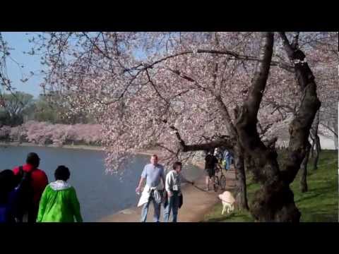 Cherry Blossoms in Washington, March 17, 2012