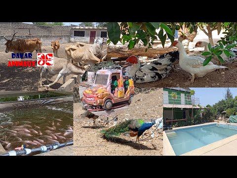 A la découverte de la ferme intégrée Shalom Park de Ndoyéne (Sébikhotane)