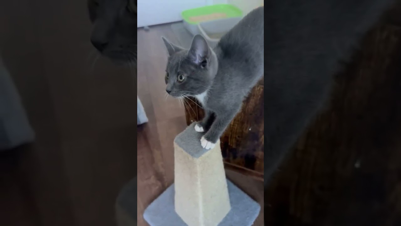 Enlarge Dutchess & Spark, a Adopted Domestic Short Hair in San Jose, CA video 5/5