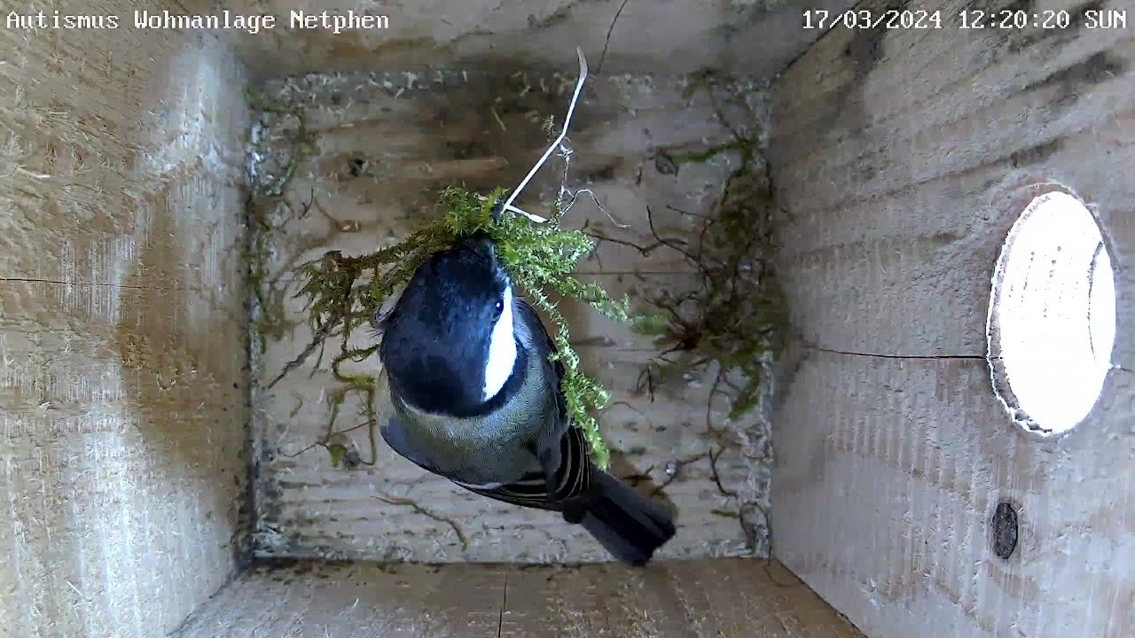 Kohlmeisen starten Nestbau an der Autismus Wohnanlage Unglinghausen | 17.03.2024