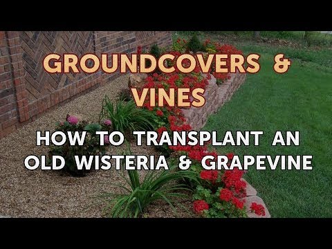 How to Grow a Trumpet Vine