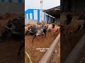 Lapasri Gov Sala Cows Videos Gir Gay Cow Cows Viral Reels Shorts Short Gujrati Gay