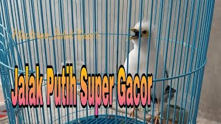 Download lagu Sekali Putar jalak Putih Macet jadi Nyaut - Pancingan Jalak Putih Stres Malas Bunyi mp3 Download lagu Sekali Putar jalak Putih Macet jadi Nyaut - Pancingan Jalak Putih Stres Malas Bunyi mp3