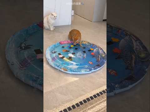 Cat Ruined This Water Bed