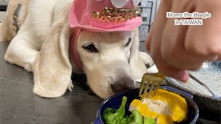９歳の誕生日を迎えたビーグル犬モモ