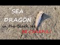Black Sea Danger Sea Dragon The Most Poisonous Fish In The Black Sea