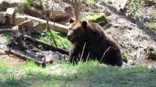 preview picture of video 'Alternativer Wolf und Bärenpark Schwarzwald: Schapi badet'