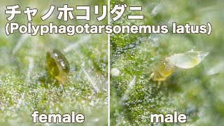 チャノホコリダニ(Polyphagotarsonemus latus) の高倍率撮影