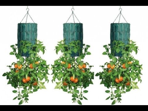 , title : 'Cómo Fabricar Una Maceta Invertida para plantas de jardín , Mi diario de Jardín'