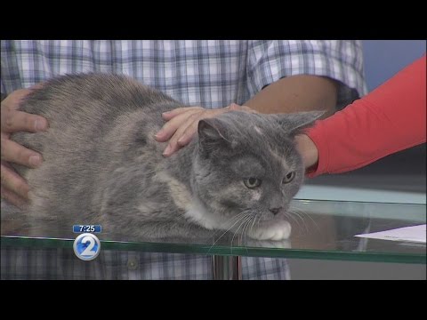 Love Your Pet: Heartworm disease in cats