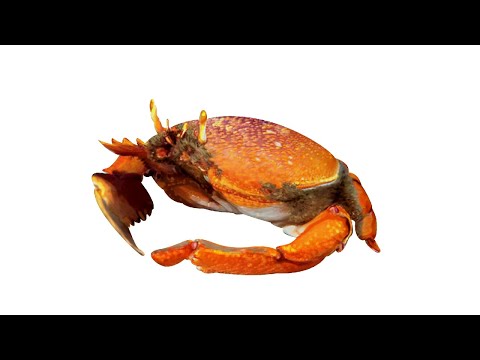 Crab Madness in Baldurs Gate