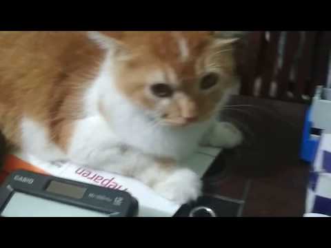 A Smart Persian cat is in heat @ Dr. Sagir's Pet Clinic 01912251312