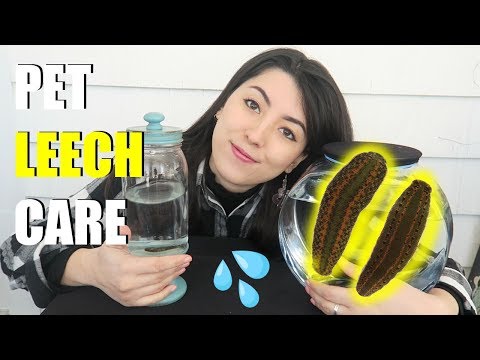 Pet Leech Care | Leeches As Pets | Medicinal Leech
