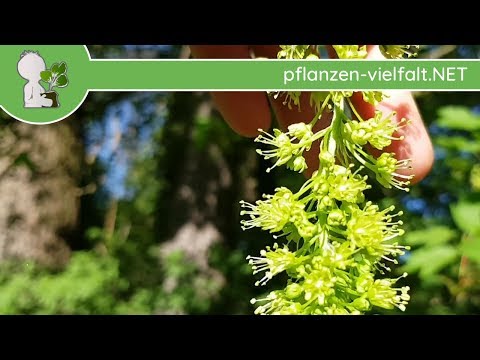 Berg-Ahorn - Blüte/Blüten - 22.04.18  (Acer pseudoplatanus) - Baum Blüten bestimmen