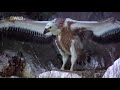 National Geographic Wild WildLife In The Balkans