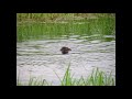 Beaver Belleisle