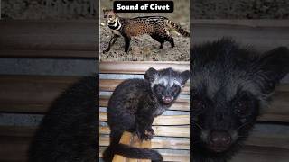 Download lagu Suara Luwak | Suara Luwak | Suara Hewan | #suarahewan #shorts mp3 Download lagu Suara Luwak | Suara Luwak | Suara Hewan | #suarahewan #shorts mp3