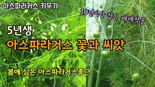 아스파라거스 키우기 아스파라거스 꽃과 열매 새순 재배방법 뿌리종근나누기 가을 아스파라거스생육상황