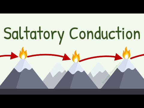 Saltatory Conduction with Analogy of Lighthouse