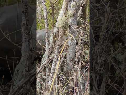 The Camouflaged Giant Tortoise: Survival in Isabela Island Highlands, Galapagos