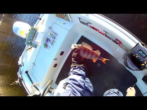 AHVENEN JIGAUSTA MARRASKUUSSA (leppävesi 8.11.21)