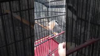 Download lagu CENDET PILIS PASTOL#cendet#pentet#burungcendet#burungpentet mp3