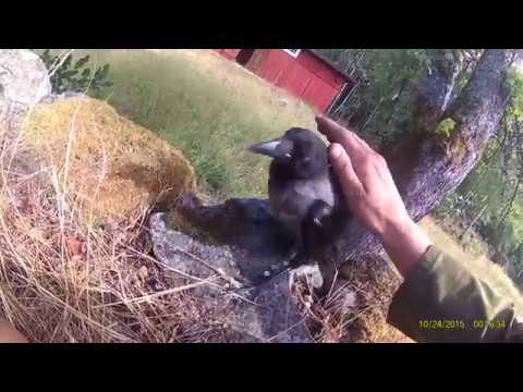 Removing ticks from young hooded crow