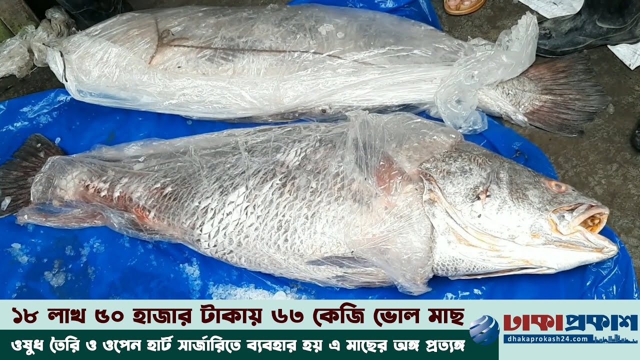 এক মাছেই লাখপতি ফারুক