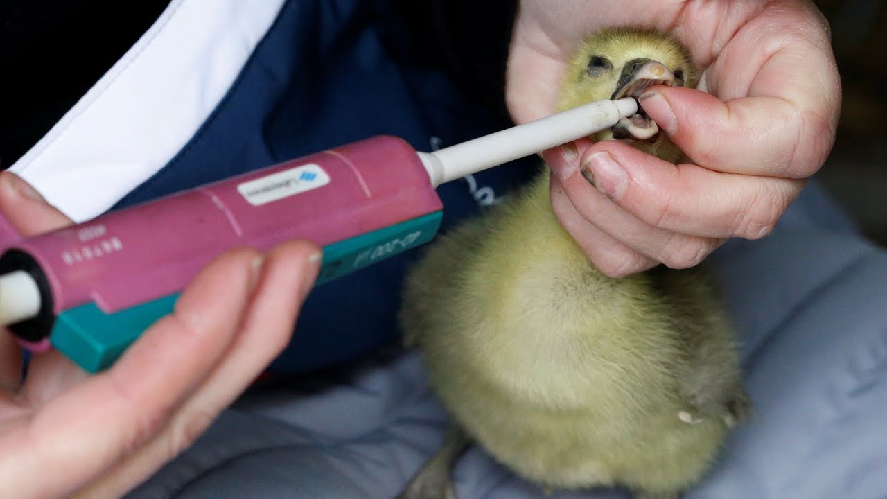 Au Revoir To Force Feeding French Farm Produces First Ethical Foie Gras Alternative