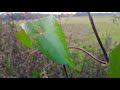 Beautiful Nature Full Hd Status Video