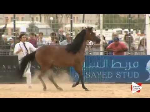 N.30 REMAL AL SHAQAB - Menton 2016 - Fillies 2 years old (Class 2A)