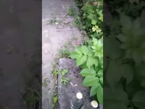 На Коновальця муніципали спіймали двох жінок, які торгували сурогатом. ВІДЕО