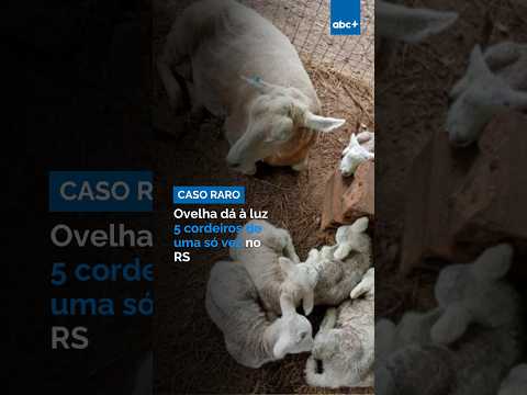 Ovelha dá à luz 5 cordeiros de uma só vez no RS