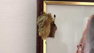 Mud Insect Nest - Black and Yellow Mud Dauber | MUD WASP