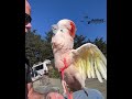 Barney Struts His Stuff At The Beach Stealing The Show With His Flamboyant Dance Moves
