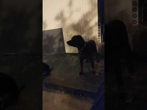 LOS ASTUTOS PERROS DOMÉSTICOS. ARROYO DE SAN SERVAN. CAMPANARIO. BADAJOZ. EXTREMADURA. ESPAÑA