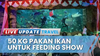 Penyelam Sea World Ancol Siapkan 50 Kilogram Pakan Ikan Sekali Tampil, Beri Makan Ratusan Ikan