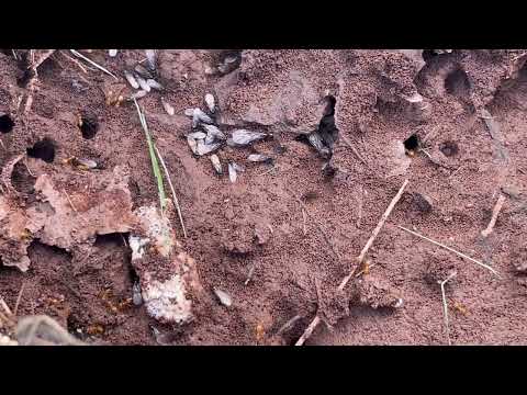 Citronella Ants & Ant Swarmers Under the Rodent Bait Station in Kendall Park, NJ