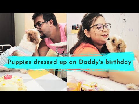 How puppies dressed up on Special birthday | New Summer T Shirts For Puppies Video