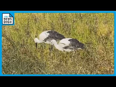 なぜ鳥たちは餌箱に来ないのですか？羽鳥を引き寄せるための適切な解決策  庭園